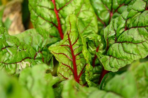 A bunch of green leafy plants with red stems photo – Free Redmond Image
