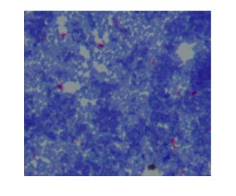 CSN Microbiology Lab4: (Identification of Enterobacteriaceae)Gram Stain ...