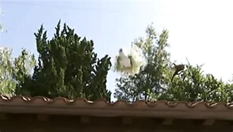 Free Trophy Wife Porn Videos XHamster