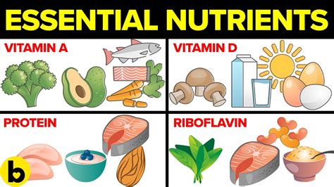 9 Most Essential Nutrients And Why They Are Important Youtube