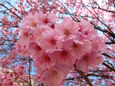 photo tokyo sakura japan  image  pixabay