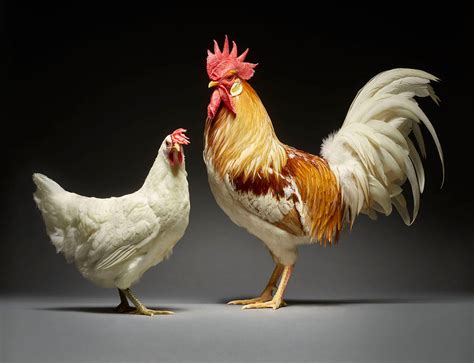 Our 24 Chicken Couple Photographs Show The Diversity Of Love