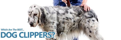 5 Best Professional Dog Grooming Clippers [2020]