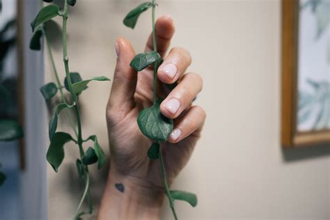 Smalto Semipermanente Leffetto Nude Per Mani Perfette Exotica