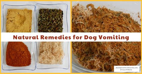 The Calming Cure: 5 Step Rescue For A Vomiting Furry Friend