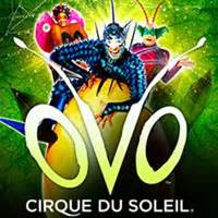 Cirque Du Soleil Ovo Tour Track Dates And Tickets Stereoboard