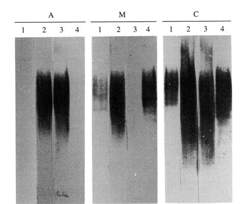 Immunoblot Of Proteinase K Treated S Lps Of B Melitensis Bll5 R