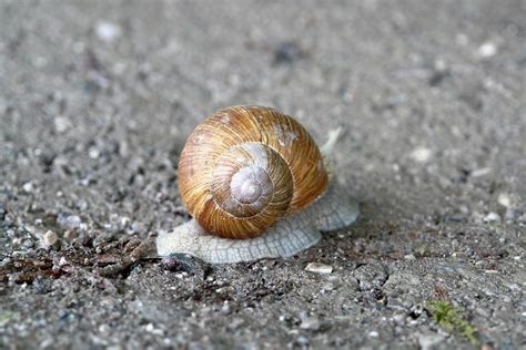 蜗牛 慢 自然 Pixabay上的免费照片 Pixabay