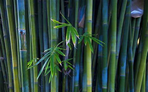 Green Bamboo Wallpapers - Wallpaper Cave