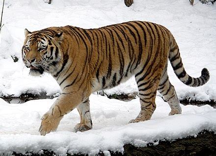 siberian tiger wikipedia