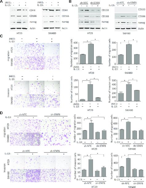 Il 13 Promotes Stem Like Phenotypes And The Migration And Invasion Of