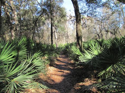 Blue Roads to Hiking Trails: Withlacoochee River Park Hike