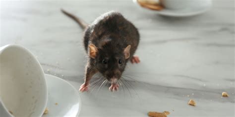 Rat And Mouse Control In Baldwin County Alabama Termite And Pest Services