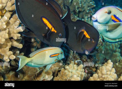 These Orangeband Surgeonfish Acanthurus Olivaceus Are Visiting The