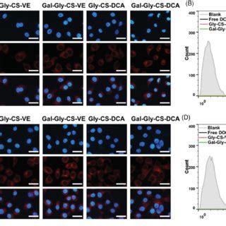 Cellular Uptake Of Dox And Dox Loaded Chitosan Nanoparticles By Hepg