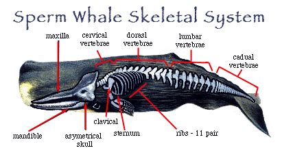 Sperm Whale Anatomy