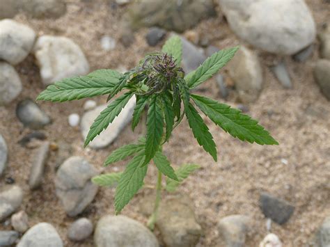 Artenseite: Cannabis sativa - Hanf | Bochumer Botanischer Verein e. V.