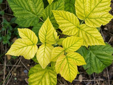 Por Qu Las Hojas De Las Plantas Se Ponen Amarillas Viveros Don Pedro