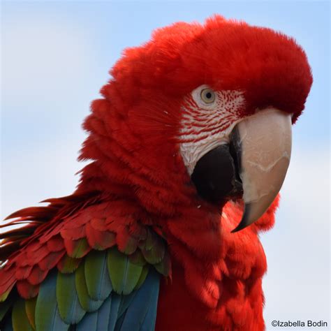 Ara – Encyclopedia of Parrots