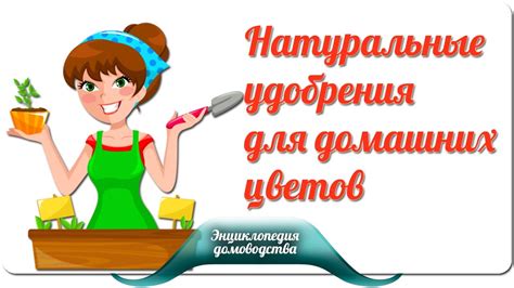 Натуральные удобрения для домашних цветов - YouTube