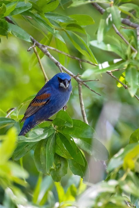 15 Interesting Facts About Blue Grosbeaks (With Photos)