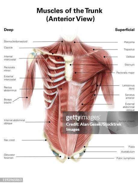 Digital Illustration Of Muscles Of The Human Torso Anterior View High