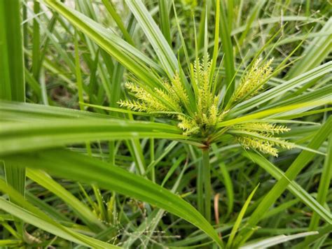 Nutsedge Weed The Edible Garden Foe Mother Earth News