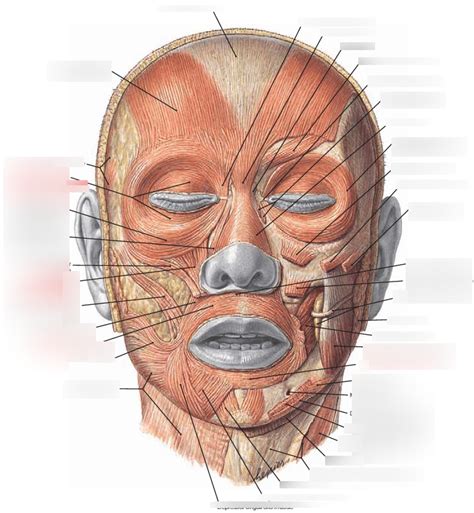 Ch Axial Muscles Muscles Of Facial Expression Diagram Quizlet