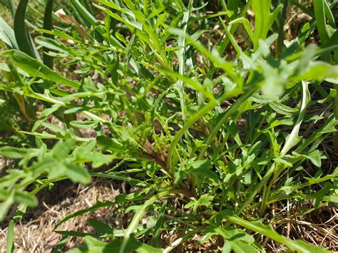 Rocket - Local Seeds