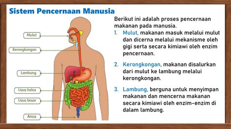 Solution Organ Pencernaan Manusia Sistem Pencernaan Manusia Kelenjar Pencernaan Manusia