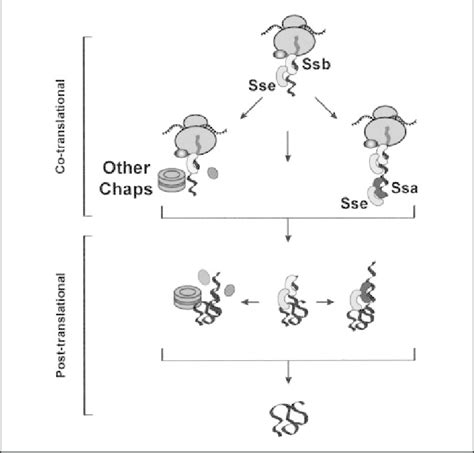 A Model For Sequential Chaperone Interactions During De Novo Folding