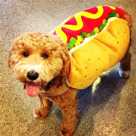 Target Hot Dog Dog Costume at Bryan Hanes blog