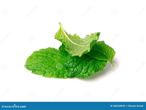 mint leaf isolated fresh menthol leaves green spearmint menthol herb