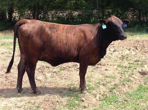 images  crossbred cattle  pinterest cattle beef