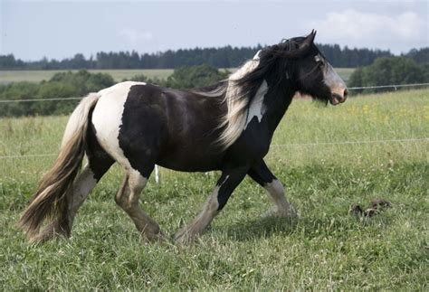 Koně na prodej :: Meadow Hill Farm