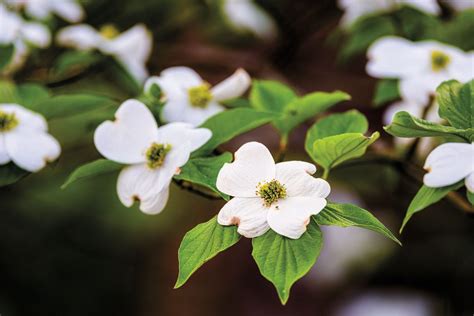 piney woods texas highways