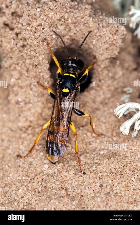 field digger wasp (Mellinus arvensis), at the entrance of the nest made of sand among lichens ...