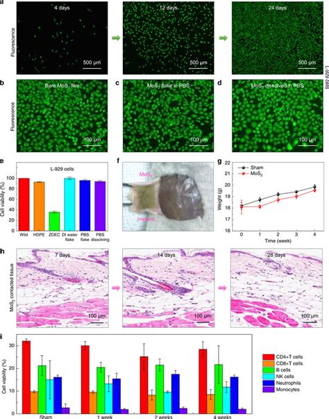 In Vitro And In Vivo Long Term Biocompatibility Tests Of The