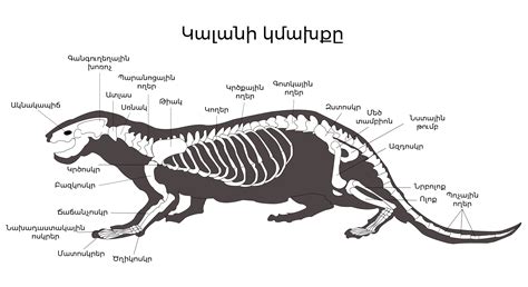 Fileotter Skeleton Hysvg Wikimedia Commons