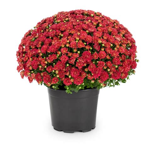 How Much Are Mum Plants at Kenneth Locke blog