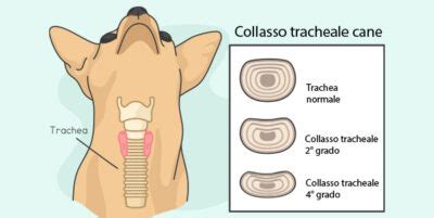 Colapso De Traqueia Canina - Colapso traqueal canino: diagnóstico y terapia | Clínica La Veterinaria