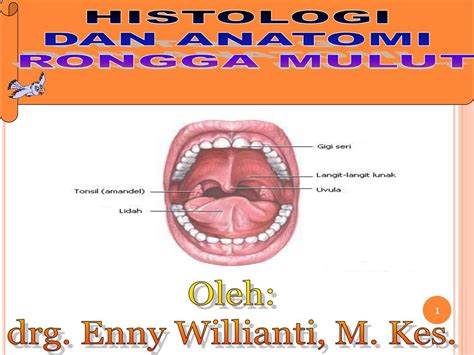 detail gambar anatomi mulut koleksi nomer