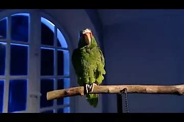 Desir Fatal In Spanish Porn Xhamster