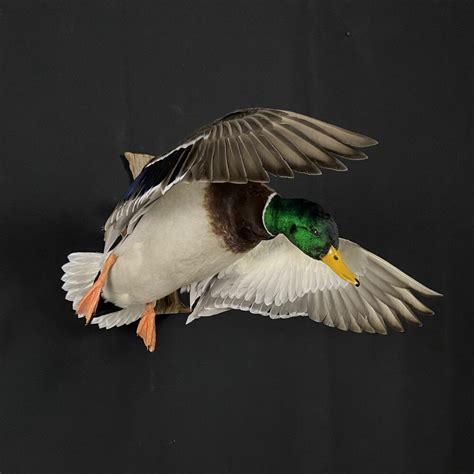 Mallard Duck Mount Ideas