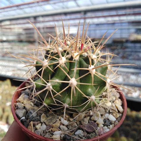 Ferocactus Fordii V Borealis El Rosario De Arriba Baja California