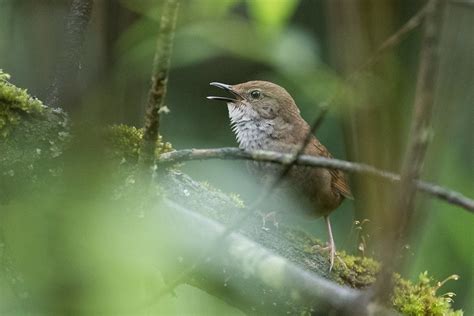 Sichuan Bush Warbler Locustella Chengi Photo Call And Song