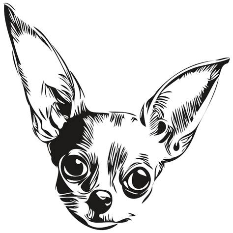 Chihuahua Perro Dibujado A Mano L Nea Arte Vector Dibujo Blanco Y Negro