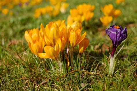 images nature grass field lawn meadow purple botany blue