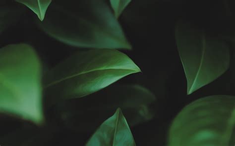 Fondos de pantalla luz de sol hojas naturaleza césped Plantas