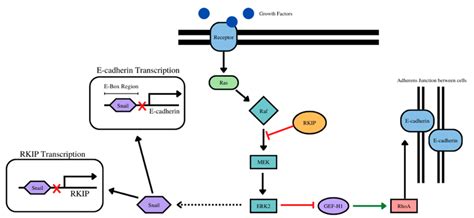 Crosstalk Between Rkip And E Cadherin Rkip Inhibits The Mekerk